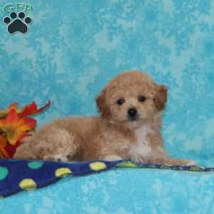Elm, Bich-Poo Puppy